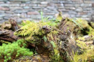 树桩、树皮、木材、苔藓、地衣、蕨类植物、墙壁、石头