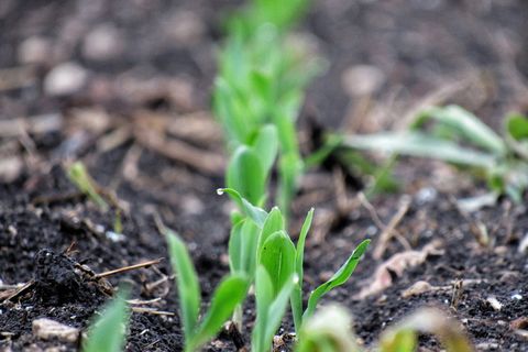 玉米、土壤、叶片、地面、自然、生长、植物区系、幼树 玉米、土壤、叶片、地面、自然、生长、植物区系、幼树