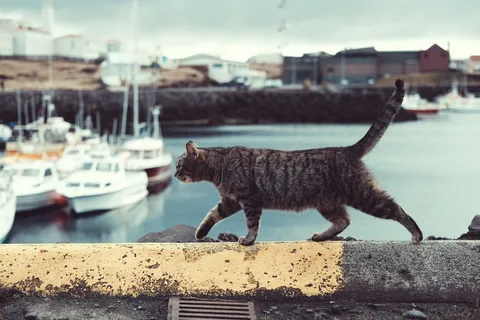 灰色、虎斑猫、猫、步行、混凝土、障碍物、游艇、宠物 灰色、虎斑猫、猫、步行、混凝土、障碍物、游艇、宠物