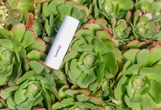 肉质植物的流变学