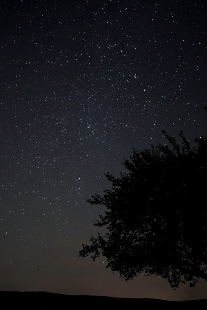 银河，星星，夏夜，树，天文，星空，夜，夜空