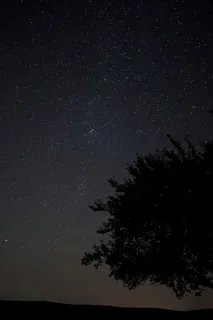 银河,星星,夏夜,树,天文,星空,夜,夜空 银河,星星,夏夜,树,天文,星空,夜,夜空