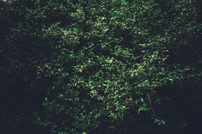 背景、日光、环境、傍晚、常绿、新鲜、绿色、景观