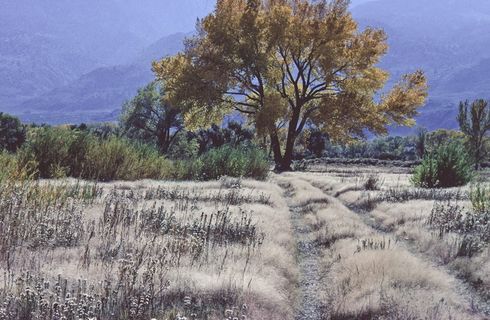 秋高气爽的白杨树和草地 秋高气爽的白杨树和草地