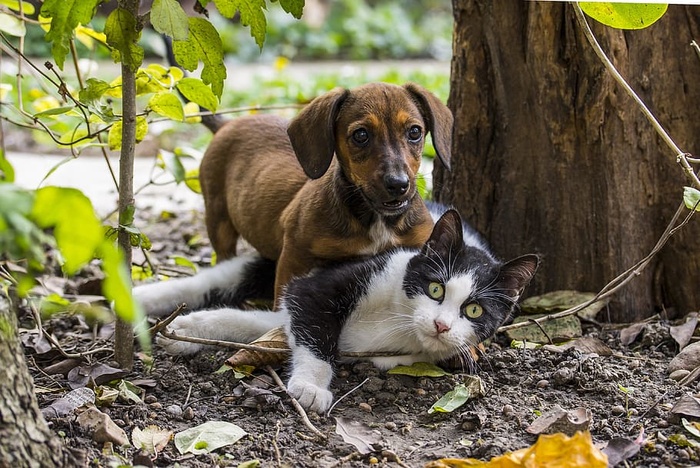 棕色，达克斯猎犬，玩耍，黑色，白色，猫，旁边，树