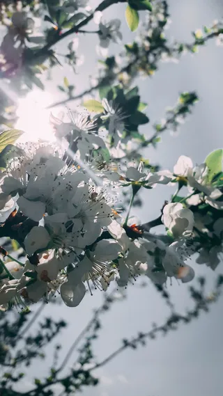 瑞士，朱拉，树，电话，墙纸，背景，高清，天空