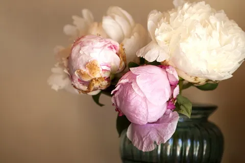 花瓶里的粉红色花朵