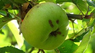 水果、维生素、新鲜、天然、蛇果、发酵剂、生态、果汁