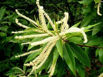 食用栗子，栗子，花序，叶，植株部分，植株，绿色，生长