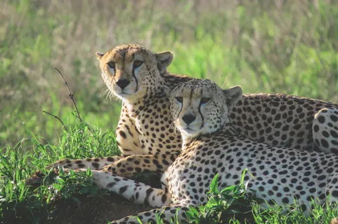 白天，两只猎豹躺在绿草地上