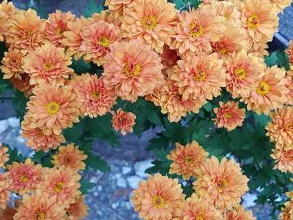 秋天的花朵，菊花，花朵壁纸，图片，秋天，花朵，黄菊花，野花