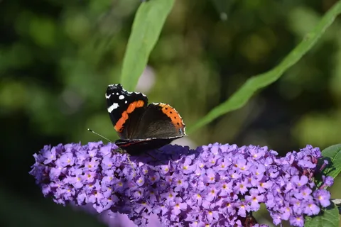 蝴蝶、花、sums、野生动物、开花植物、动物主题、昆虫、动物 蝴蝶、花、sums、野生动物、开花植物、动物主题、昆虫、动物