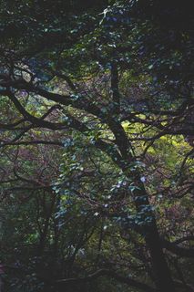 印度，库努尔，树枝，缠绕，扭曲，树叶，树木，网络