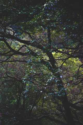 印度，库努尔，树枝，缠绕，扭曲，树叶，树木，网络