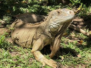 墨西哥，维拉赫莫萨，阿道夫·鲁伊斯·科廷644大道，恐怖，蜥蜴，硬，凝视，爬行动物