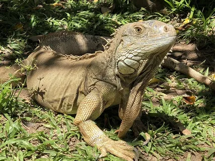 墨西哥,维拉赫莫萨,阿道夫·鲁伊斯·科廷644大道,恐怖,蜥蜴,硬,凝视,爬行动物 墨西哥,维拉赫莫萨,阿道夫·鲁伊斯·科廷644大道,恐怖,蜥蜴,硬,凝视,爬行动物