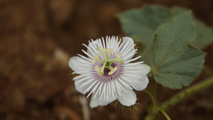 kathokrok，剥去早草，3只大象，3只大象草，3只kathokrok森林，大球虫番石榴，野生红毛丹