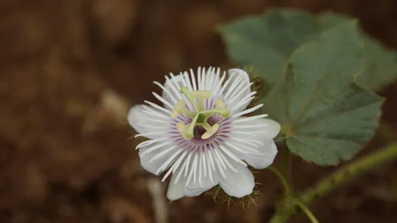 kathokrok，剥去早草，3只大象，3只大象草，3只kathokrok森林，大球虫番石榴，野生红毛丹