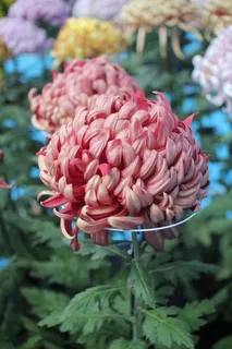 菊花，花朵，纯净，开花植物，花朵，植物，自然之美，脆弱