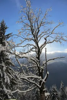 树, 冬天, 雪, 卡尔, 审美, 植物, 寒冷的温度, 自然之美 树, 冬天, 雪, 卡尔, 审美, 植物, 寒冷的温度, 自然之美
