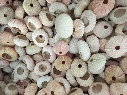 美国,伊斯兰堡,贝壳,粉彩,佛罗里达,佛罗里达群岛,全框架,食品 美国,伊斯兰堡,贝壳,粉彩,佛罗里达,佛罗里达群岛,全框架,食品