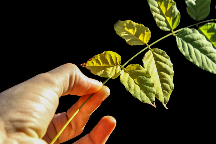 叶, 地球, 绿叶, 绿色, 自然, 叶子, 花园, 枯叶