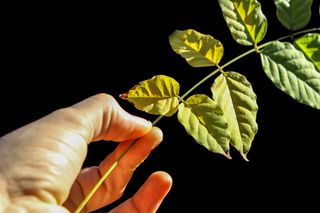 叶, 地球, 绿叶, 绿色, 自然, 叶子, 花园, 枯叶