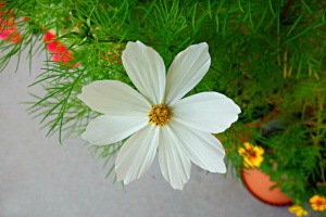 cosmea，花，植物，菊科，花园，花瓣，夏天，开花植物