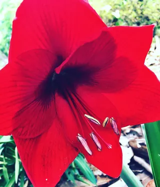 美国，博内尔，摄影，花卉，血红，礼来，红，开花植物