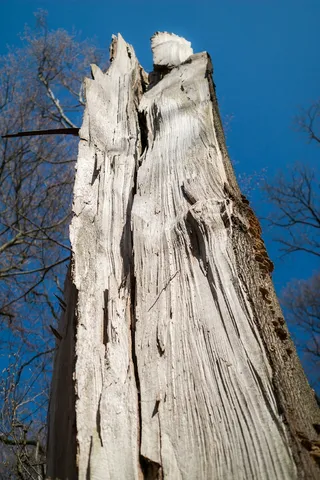 森林，前进，破坏，取消，树，木材，破坏，破坏