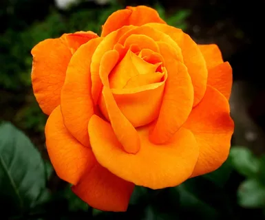 盛开的橙色玫瑰,玫瑰,花朵,花朵,花朵,花朵,自然,玫瑰绽放,美丽 盛开的橙色玫瑰,玫瑰,花朵,花朵,花朵,花朵,自然,玫瑰绽放,美丽