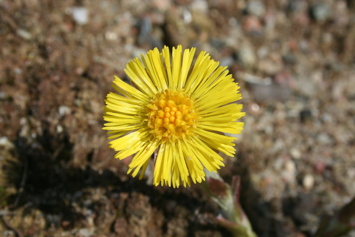 tussilago farfara, 春天, 药用植物, 药材, 止咳药, 黄色, 开花植物, 花