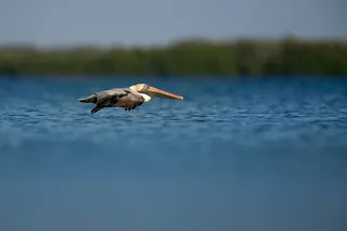 棕色，米色，海鸥，微距摄影，鸟，喙，羽毛，动物