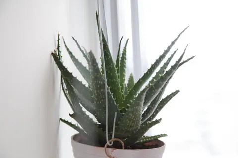 墨西哥,墨西哥城,白色,明亮,多汁,墙壁,植物,极简主义 墨西哥,墨西哥城,白色,明亮,多汁,墙壁,植物,极简主义