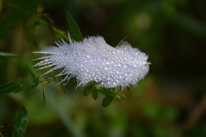 羽毛、潮湿、自然、露水、滴水、植物、特写、聚焦前景