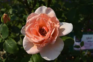 浅橙色的玫瑰，一朵玫瑰，粉色的玫瑰，花朵，开花的植物，植物，花瓣，自然之美