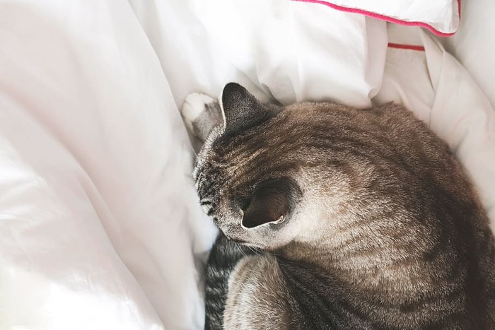 灰猫躺在床上的照片