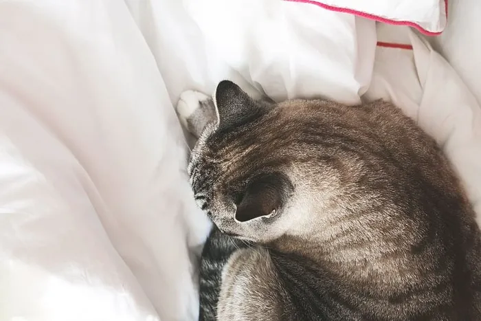灰猫躺在床上的照片