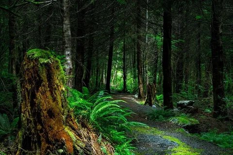 针叶树、黎明、环境、蕨类植物、草、景观、树叶、光