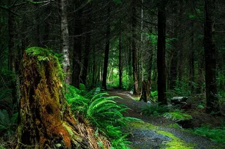 针叶树、黎明、环境、蕨类植物、草、景观、树叶、光