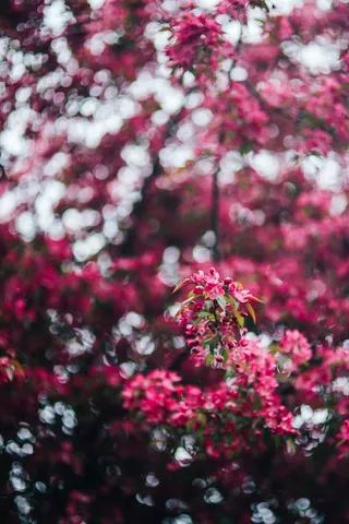 可爱的粉色花朵从树枝上盛开