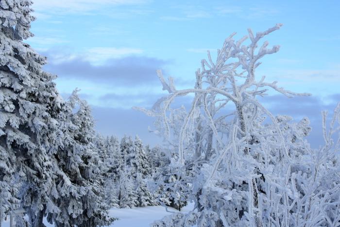 费希特尔伯格，冰河世纪，十二月，寒冷的温度，冬天，雪，植物，树