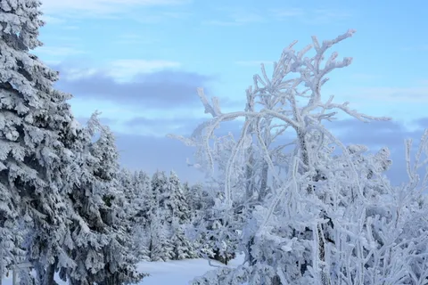 费希特尔伯格,冰河世纪,十二月,寒冷的温度,冬天,雪,植物,树 费希特尔伯格,冰河世纪,十二月,寒冷的温度,冬天,雪,植物,树