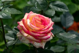 玫瑰，花朵，花瓣，大自然，夏天，花园，花朵，开花植物