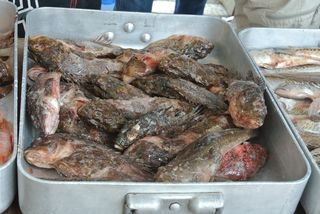 鱼、岩石、Bouillabaise、节日、海洋、餐饮、传统、钓鱼