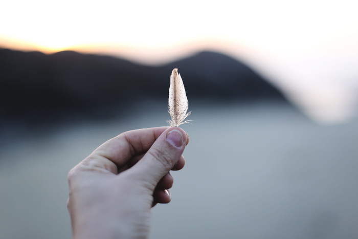 拿羽毛的人的选择焦点