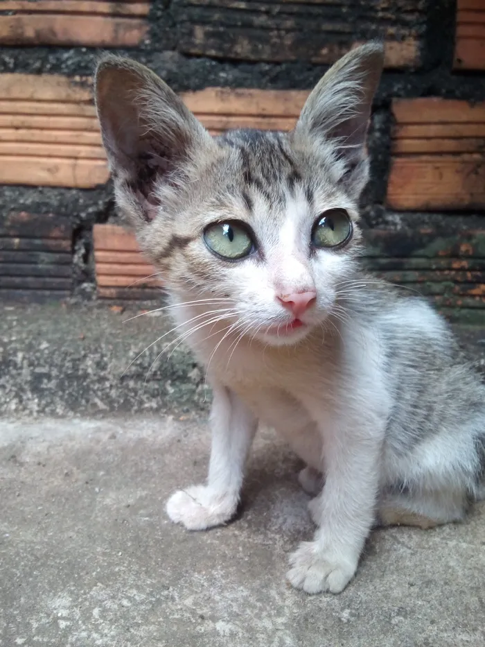 白色，棕色，斑猫，小猫，猫屋，内科医生，斑猫，猫屋医生