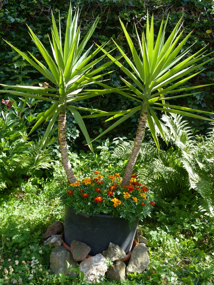大丝兰，丝兰，巨型丝兰，无刺丝兰，丝兰，芦笋植物，天门冬科，丝兰棕榈