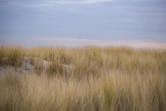 dunes，kijkduin，荷兰，marram grass，沙地，海滩，海牙，自然