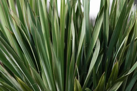 绿叶植物,植物,波兰,złoty potok,植物区系,绿色,图案,叶 绿叶植物,植物,波兰,złoty potok,植物区系,绿色,图案,叶